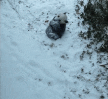 Snow Rolling GIF