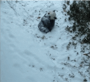 cocaine rolling GIF