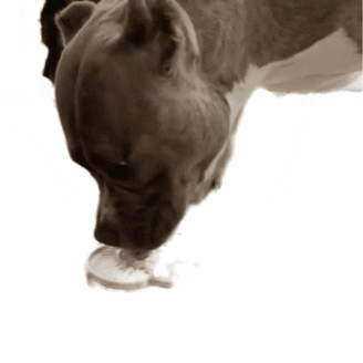 ADR Pet Stores GIF