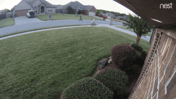 nest cam oops GIF by Nest
