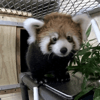 Red Panda Cub Gifs Get The Best Gif On Giphy