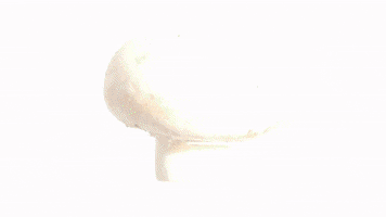 stop motion mushroom GIF by biancakennedy