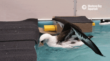 laysan albatross bird GIF by Monterey Bay Aquarium