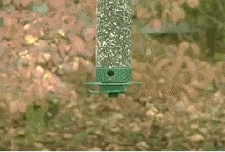 Swing Spinning GIF