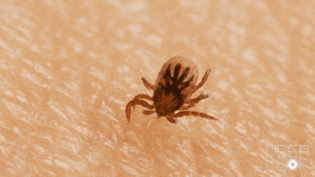 200.gif?cid=fc005b083177d9acb5a1412ee5f2402a8a609024296abb3c&rid=200.gif&ct=g