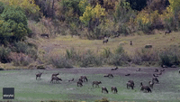 Elk Bugling Echoes Through Aspen Countryside