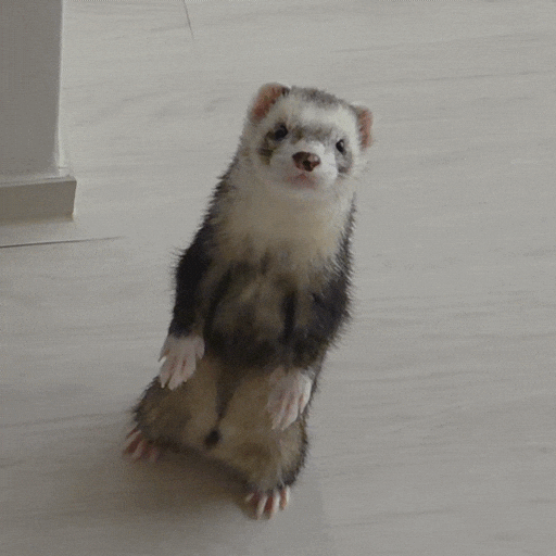 Ferret GIF