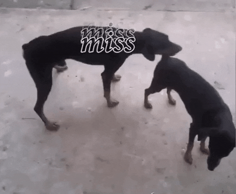 Zoo Porn Dog Sex Gif - Dog sex GIFs - Get the best GIF on GIPHY