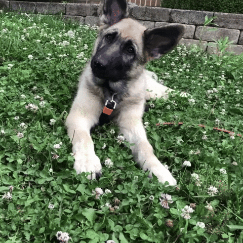 Shenandoah Shepherd Rescue GIF