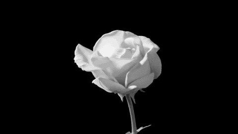 giphy.gif?cid=ecf05e478xsjbxlxl944dbwtzj