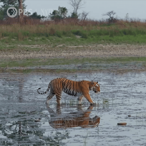Walk Explore GIF by Nature on PBS