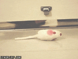 Cat Dragging GIF by Cheezburger