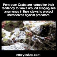 Crab Anemone Cheerleader Gifs Get The Best Gif On Giphy