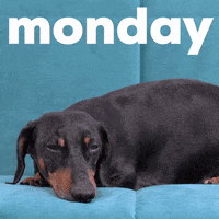 Monday Morning Dog GIF by Sealed With A GIF