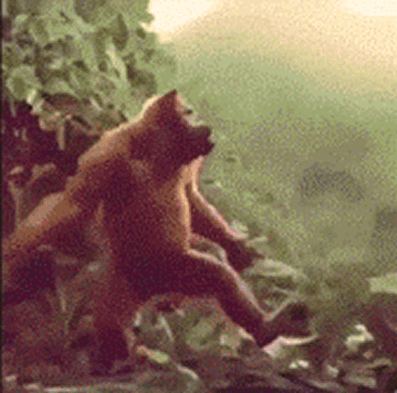 Video gif. A chimp shimmies across the frame with its chest out. We cut to a woman mimicking the shimmy, then bending forward and shaking her backside.