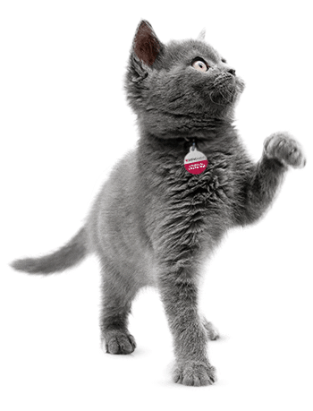 Cat Sticker by 24Petwatch