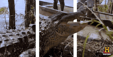 GIF by Swamp People