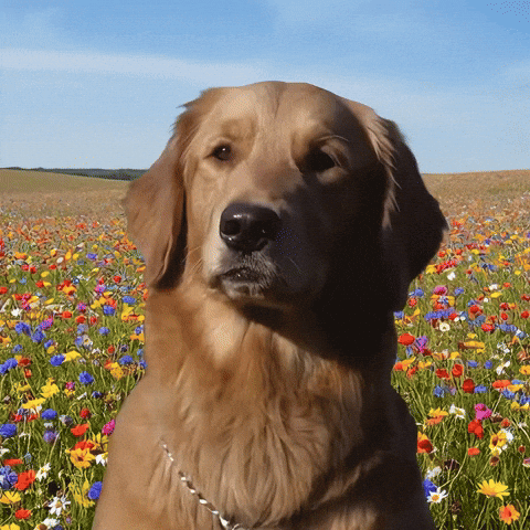 Happy GIF