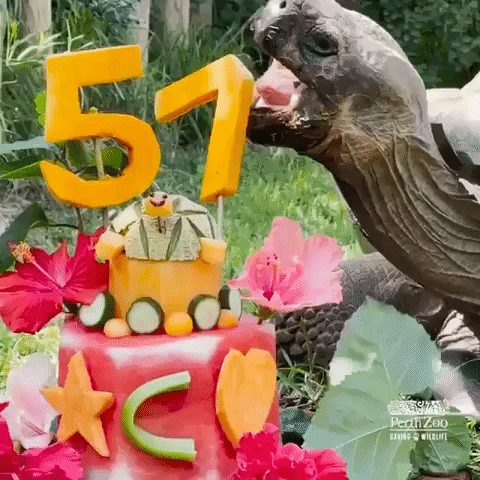 Video gif. Side profile of a turtle lurching its head forward to take a big bite out of a turtle-themed cake made out of fruit. It reaches to bite the 1 in the 51 fixed to the top of the cake in a grassy, outdoor setting. 