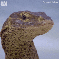 Monitor Lizard Tongue GIF by ABC TV + IVIEW