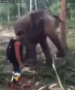 elephant knock GIF