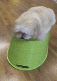 Earthquake Iris Gifs Get The Best Gif On Giphy