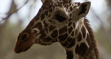 bbc africa giraffe GIF by Head Like an Orange