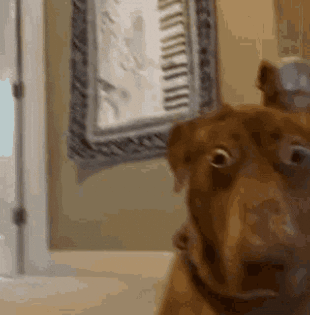 Shocked Dog GIF