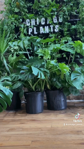 Chicago Plants GIF