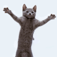 Je Mezinárodní den koček Zveřejni nějaký legrační GIF s kočkou