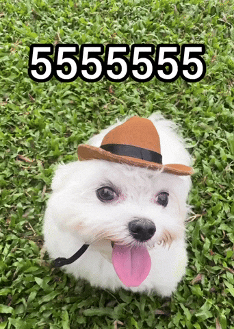 Silly Dog In Cowboy Hat Jomvet 5555555 GIF