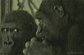 gorilla