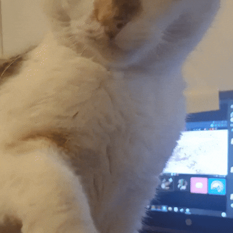 Funny Cat Gato Enojado GIF