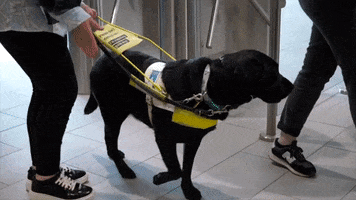 Guiding Black Lab GIF by Northern Ireland