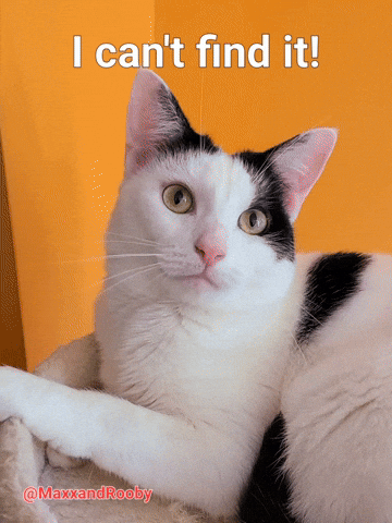 Cat Searching GIF