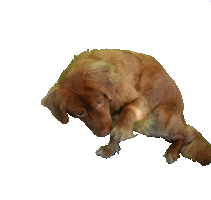 marioncremers Sticker