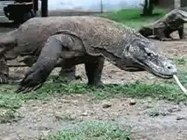 dragon GIF