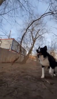 Border Collie Performs Routine in Berlin