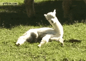 baby alpaca GIF