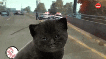 International Cat Day Cats GIF by BuzzFeed