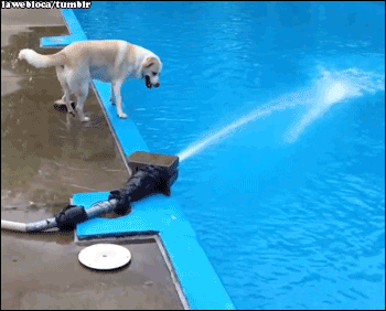 Funny Dog GIF - Find & Share on GIPHY
