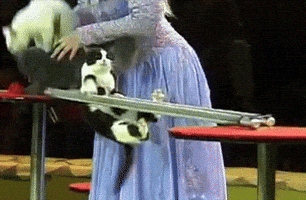 cat race