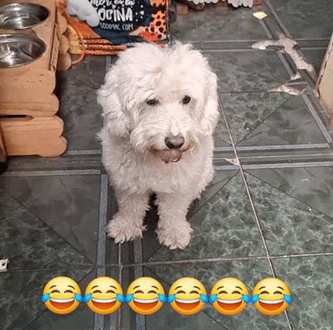 Poodle GIF