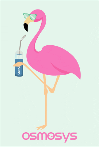 Flamingo GIF by Osmosys