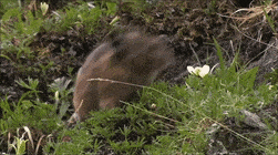 nom
