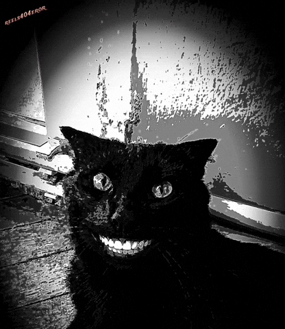 Black Cat Kara Kedi GIF