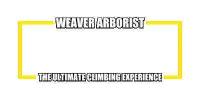 Trees Climbing Sticker by Weaver Arborist