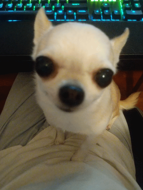 Smiling Dog Meme Chihuahua