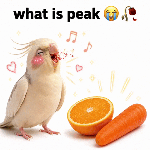 Peak Cockatiel GIF