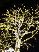 Christmas Lights GIF